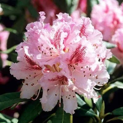 Рододендрон ЧИР  Рододендрон ЧИР в Иваново