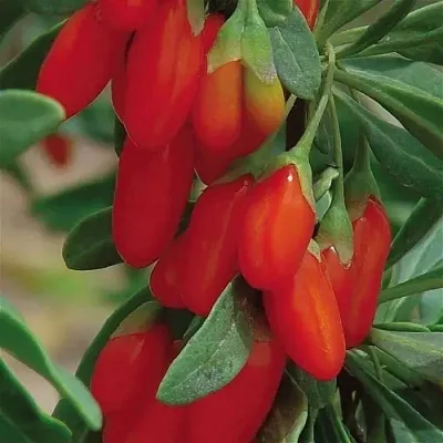 Годжи ВЯЧЕСЛАВ  Годжи ВЯЧЕСЛАВ в Иваново