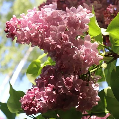 Сирень МЕДОВЫЙ СПАС  Сирень МЕДОВЫЙ СПАС в Иваново