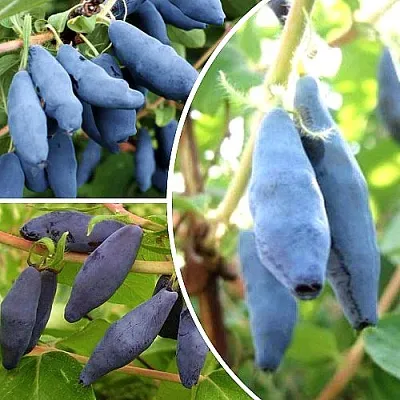 Комплект СЛАДКИЕ ХИТЫ в Иваново