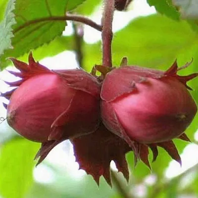 Фундук АЙВЕНГО в Иваново