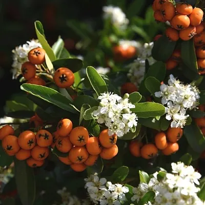 Пираканта в Иваново