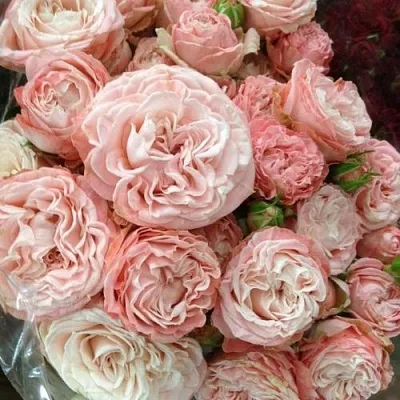 Саженцы роз МАДАМ БОМБАСТИК спрей  Саженцы роз МАДАМ БОМБАСТИК спрей в Иваново