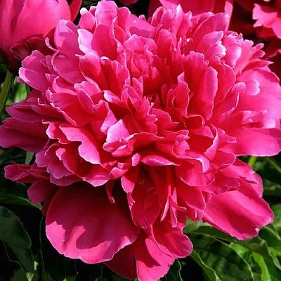 Пион ВИКТУАР ДЕ ЛА МАРН травянистый  Пион ВИКТУАР ДЕ ЛА МАРН травянистый в Иваново