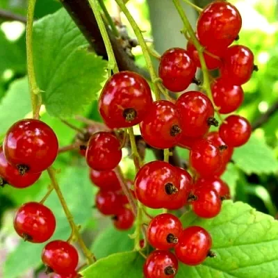 Смородина красная КОРАЛЛОВАЯ в Иваново