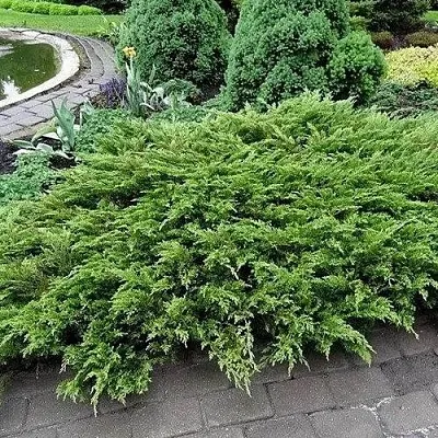 Можжевельник РОКЕРИ ДЖЕМ казацкий  Можжевельник РОКЕРИ ДЖЕМ казацкий в Иваново