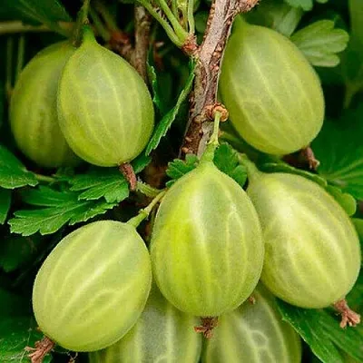 Крыжовник УРАЛЬСКИЙ ИЗУМРУД  Крыжовник УРАЛЬСКИЙ ИЗУМРУД в Иваново