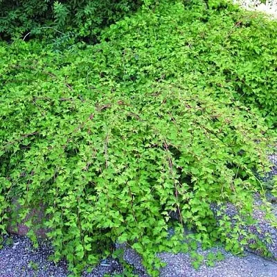 Стефанандра в Иваново