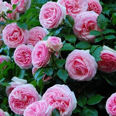 Саженцы роз ПЬЕР ДЕ РОНСАР плетистая  Саженцы роз ПЬЕР ДЕ РОНСАР плетистая в Иваново