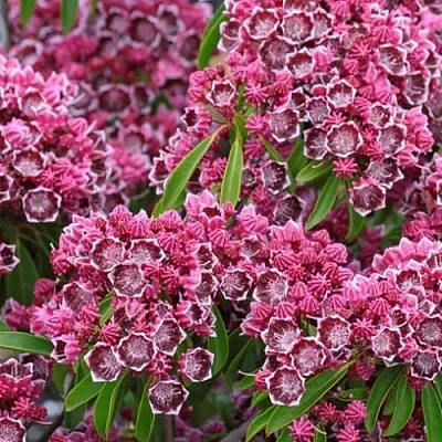 Кальмия в Иваново