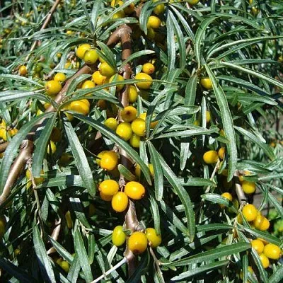 Облепиха ЖЕЛТОПЛОДНАЯ  Облепиха ЖЕЛТОПЛОДНАЯ в Иваново