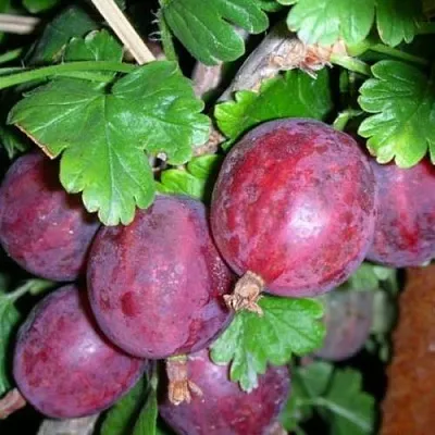 Крыжовник КОЛОБОК  Крыжовник КОЛОБОК в Иваново