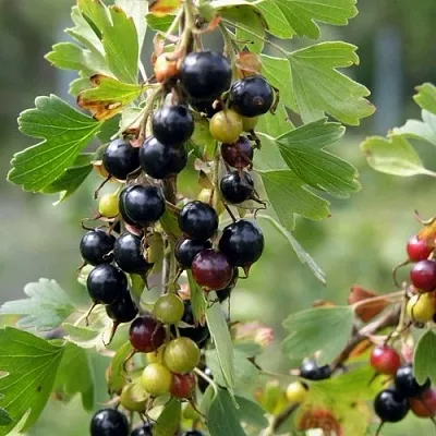 Смородина золотистая ПЛОТНОМЯСАЯ в Иваново