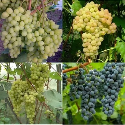 Комплект ВИНОГРАДНАЯ РАДУГА в Иваново