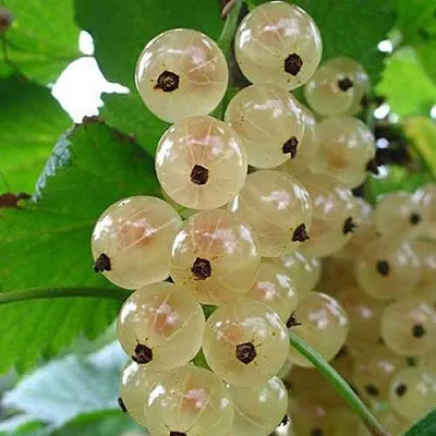 Смородина белая ЮТЕРБОРГСКАЯ  Смородина белая ЮТЕРБОРГСКАЯ в Иваново