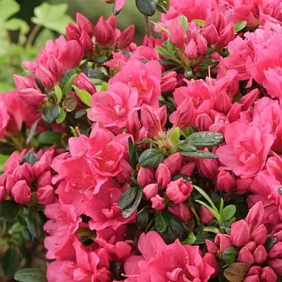 Азалия в Иваново