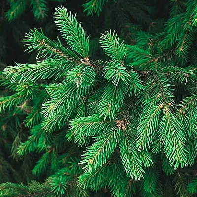 Ель Ель в Иваново