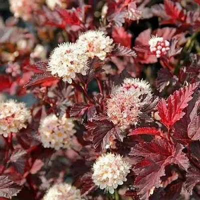 Пузыреплодник ЛЕДИ ИН РЕД  Пузыреплодник ЛЕДИ ИН РЕД в Иваново