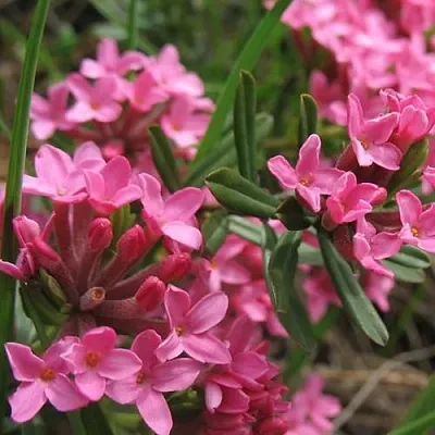 Волчеягодник в Иваново