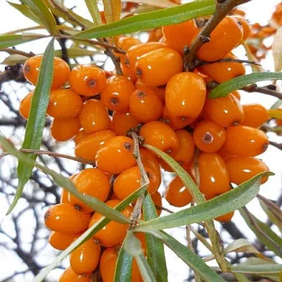 Облепиха КОСТЕР  Облепиха КОСТЕР в Иваново