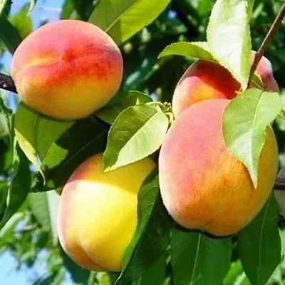 Персик ПАМЯТЬ ЛОЙКО в Иваново