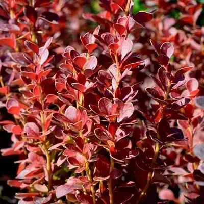 Барбарис ВУЛКАНО тунберга  Барбарис ВУЛКАНО тунберга в Иваново