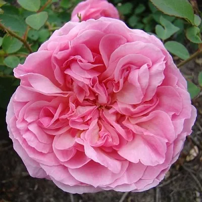 Саженцы роз ХАЙДИ ХОЛЛ английская  Саженцы роз ХАЙДИ ХОЛЛ английская в Иваново