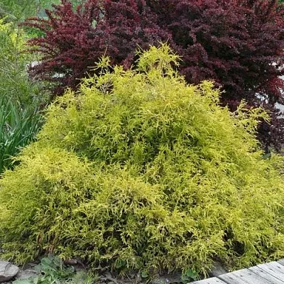 Кипарисовик ГОЛДЕН МОП горохоплодный в Иваново