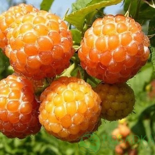 Малина КУМБЕРЛЕНД желтая в Иваново