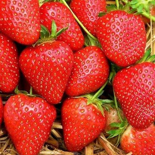 Клубника КВИКИ в Иваново