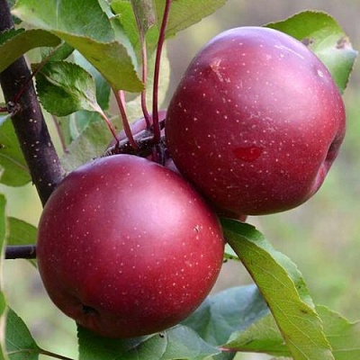 Яблоня красномясая в Иваново