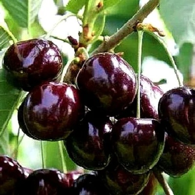Черешня ДОНЕЦКИЙ УГОЛЁК в Иваново