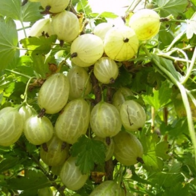 Крыжовник ИНВИКТА в Иваново