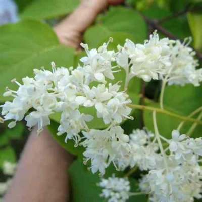 Сирень АМУРСКАЯ в Иваново