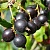 Йошта ДЖОСТАБЕРРИ в Иваново