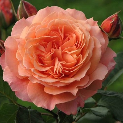 Роза шраб в Иваново