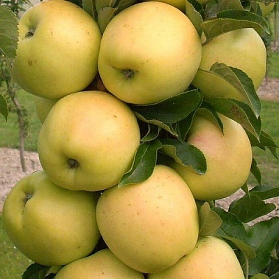 Яблоня колонновидная в Иваново