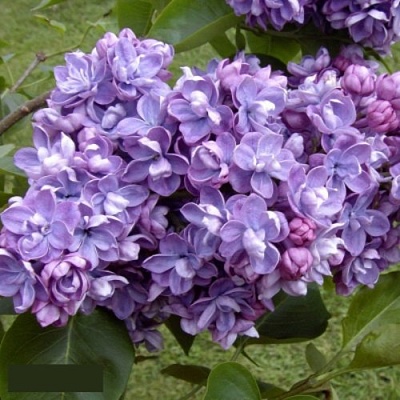 Сирень АМИ ШОТТ в Иваново