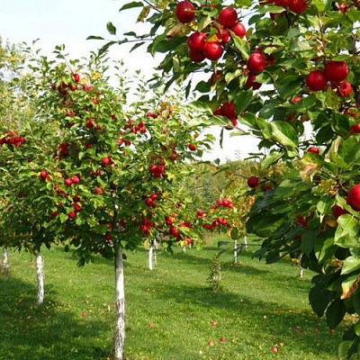 Плодовые деревья в Иваново