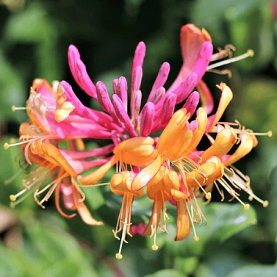 Жимолость ГЕКРОТА в Иваново