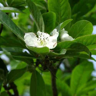МУШМУЛА  в Иваново