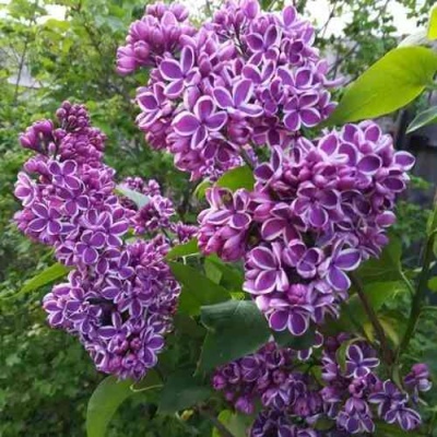 Сирень СЕНСАЦИЯ в Иваново