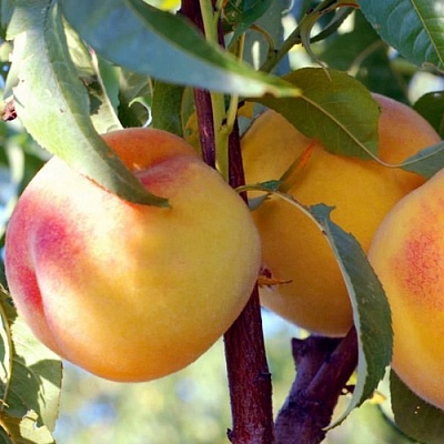 Персики в Иваново