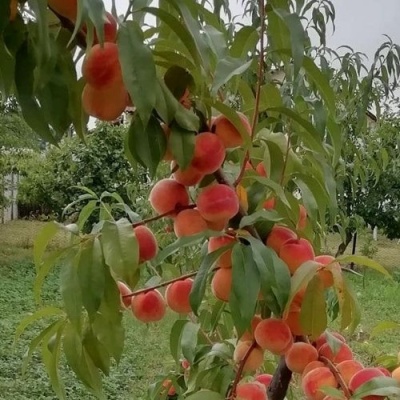 Персик ВУЛКАН в Иваново