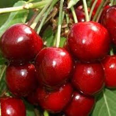 Черешня МИНЧАНКА в Иваново