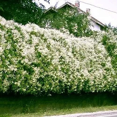Фаллопия в Иваново