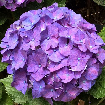 Фиолетовая в Иваново