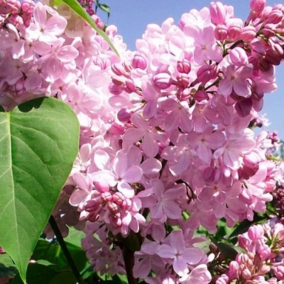 Сирень АДЕЛИНА в Иваново