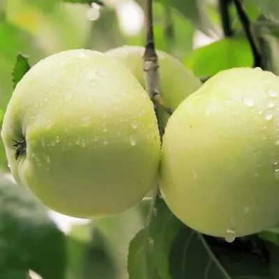 Саженцы яблони оптом в Иваново