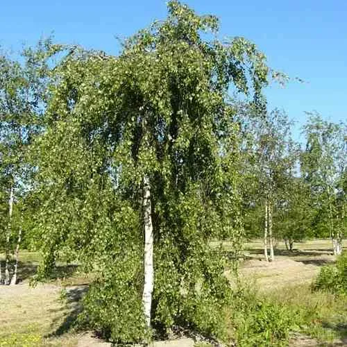 Береза повислая в Иваново